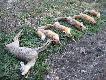 Pokot. Ko�le m�sklie i pi�� lis�w
