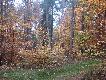 29.10.11  By�o lat teraz przyszed�  czas na jesie�. 
Z�ota polska jesie�.

Zbior�wki ju� tuz tu�