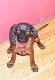 M�j Nowy Psiak Nefra ;)
ur 03,07,11