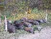Ko�cowy efekt polowania Hubertowskiego. Warchlak i ko�lak  przygotowany jest do ceremonii pasowania jednego z koleg�w.
