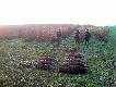 Wikliny ,trzciny ...Polowanie w polu . 14 dzik�w i 3 lisy .