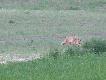 Mo�e co� na z�ba???? /zdj�cie wyci�te z filmu robionego z odleg�o�ci oko�o 250m/ 