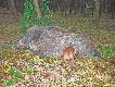 Oby tym razem nauka posz�a w las !:)