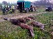 Dzisiejsze polowanie w polu ,,Pokot,, 2011-11-19