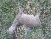 ofiary ogrodze� wszystkie znalezione sarny le�a�y przy siatce gdzie by�o wida� �lady �e pr�bowa�y sie wydostac, albo by�y w niej zapl�tane.Smutny widok