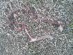 ofiary ogrodze� wszystkie znalezione sarny le�a�y przy siatce gdzie by�o wida� �lady �e pr�bowa�y sie wydostac, albo by�y w niej zapl�tane.Smutny widok