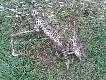ofiary ogrodze� wszystkie znalezione sarny le�a�y przy siatce gdzie by�o wida� �lady �e pr�bowa�y sie wydostac, albo by�y w niej zapl�tane.Smutny widok