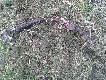 ofiary ogrodze� wszystkie znalezione sarny le�a�y przy siatce gdzie by�o wida� �lady �e pr�bowa�y sie wydostac, albo by�y w niej zapl�tane.Smutny widok