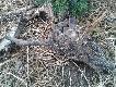 ofiary ogrodze� wszystkie znalezione sarny le�a�y przy siatce gdzie by�o wida� �lady �e pr�bowa�y sie wydostac, albo by�y w niej zapl�tane.Smutny widok