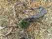 ofiary ogrodze� wszystkie znalezione sarny le�a�y przy siatce gdzie by�o wida� �lady �e pr�bowa�y sie wydostac, albo by�y w niej zapl�tane.Smutny widok