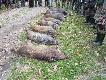 nasz pokot 8 dzik�w w tym 1 kol.Jacka i 2 Rajmunda