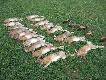 26 listopad. Pokot: 18 zaj�cy i tylko 5 ba�ant�w.