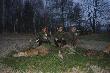 Kr�l,prezes i wicekr�l dzisiejszego polowania.