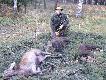 M�j dzik z polowania zbiorowego.Mniejszy kabanek kolegi a cielaka strzelil prowadzacy.Rusz�w 27.11.11
