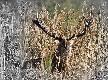 Wspomnienia z rykowiska. Kr�l w kontrastowym �wietle i tych trzcinach s�abo si� wyodr�bnia� wi�c troch� sztucznie go wyodr�bni�em