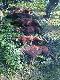 Polowanie Hubertowskie. Pokot. �w. Hubert darzy�.