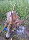 �adny rogacz strzelony w tym sezonie 