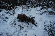 Ach ta Ponowa. �a�ka, 52kg, wy�uskana z chmary, przez brata...