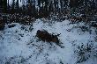 Ach ta Ponowa. �a�ka, 52kg, wy�uskana z chmary, przez brata...