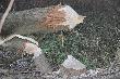 w naszym obwodzie s� ju� dawno ale ich zasi�g z sezonu na sezon coraz wi�kszy. Dzie�o Bobr�w nad Wis��. (wierzba ma �rednic� ponad 40 cm.)