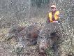 Kr�l 3 dnia polowania po skaczonym miocie z trypletem,
