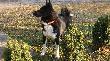 �ajek Irys