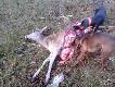 Sprawka wilk�w...