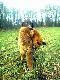 �liczny lisek :)