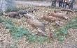 �w. Hubert by� w tym dniu bardzo �askawy... na pokocie u�o�y�em �anie daniela, dzika, byka i lisa...