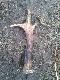 kolejny parostek znaleziony dzi� 28.12.2011
