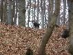 Ten tryk sta� na wzniesieniu i niestety nie by�o kulochwytu...