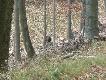 ...a ten sp�dza mi sen z powiek do dnia dzisiejszego...