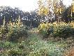 17.09.2011 Powr�t z porannego polowania w czasie rykowiska. Chwile po�niej strzeli�em dzika.