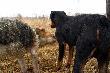 Poci�te psy nawzajem wylizywa�y sobie rany