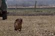 Psy te� lataj�:)