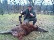W dniu 07.01.12 mia�em mo�liwo�� pierwszy raz poprowadzi� polowanie zbiorowe. II p�dzenie z chmary pozyskuj� I sztuk� i �w. Hubert mianuje mnie Kr�lem Polowania. V-ce Kr�lem �ow�w zostaje Kolega Tomasz strzelaj�c dzika. DARZ B�R 