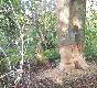 Takich drzew by�o kilka w tym miejscu . Bobry dzia�aj� ostro .