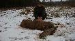 31-12-2011 Z rana spad� �nieg, wi�c postanowi�em pojecha� do �owiska na spacer. Po pechowym sezonie na zwierzyn� p�ow�, patron podarowa� pierwsz� i zarazem ostatni� �ani� w tym sezonie. Serdeczne podzi�kowania dla Kolegi Artura za pomoc w transporcie