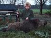 Dzik strzelony 07.01.2012 z podchodu na �ciernisku po kukurydzy o godz. 22.30 waga w skupie 82 kg.Darz B�r!