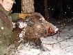 Kawa� kabana - jest to m�j �yciowy dzik. Typowo le�ny odyniec. Pojawia� si� z rzadka i niestety dla niego nasze drogi si� skrzy�owa�y . Ore� zapewne po walce z�amany- na zdj�ciu zaprezowana strona ca�a bardziej okaza�a :) Podch�d jak i ca�a przygoda na d�ugo zostan� w mojej pami�ci. 