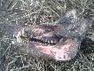 Dzi� zamiast parostk�w.14.01.2012
