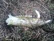 Dzi� zamiast parostk�w