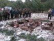 Pokot
/�ania ,cielak 2x i byk moje ;-)/