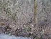 A tu ju� dwa pud�a... Doliczy�em si� 10 dzik�w... zd��y�em strzeli� 3 razy... Jeden warchlak si� przewr�ci�, 2 strza� pud�o a trzeci drzewo...