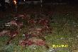 W dniu 28.12.2011. odby�o si� polowanie zbiorowe dla go�ci Gospodarstwa Rolnego- firmy Holzwelt w ramach wsp�pracy odno�nie szk�d �owieckich, po�ow� my�liwych stanowili w�a�ciciele i go�cie firmy , a po�ow� w celu ,,lepszego obstawienia miot�w" miejscowi my�liwi. Traf wzie�o, �e lepiej posz�o jak to na polowaniu bywa kolegom z Ko�a. Na pokocie u�o�yli�my �ani�, dwa Ciel�ta oraz pi�� Dzik�w. Kr�lem zosta�, z dubletem do �ani i Cielaka go�� i sympatyk naszego ko�a kol. Jarek Jak�bczyk czyli ja  , a V-ce kr�lem go�� zaproszony z �adnym �aciatym przelatkiem kol. Bartosz Stefanowicz. �adnego ody�ca pozyska� kol. Andrzej Turol,po cielaku pozyskali kol.:Jan Nowicki i Andrzej Siewruk,dzika pozyska� kol.: Andrzej Matejko,a dwa warchlaki kol. �owczy Jarek Lalko. Polowanie przy pi�knej ,,wczesnowiosennej aurze", a co najwa�niejsze udane bo na �wie�ym powietrzu po �wi�tecznym biesiadowaniu i w doborowej komanii.
