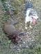 Pod koniec dnia j�zor robi si� d�u�szy a ogon coraz ni�ej:):)