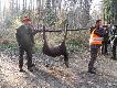 Wielka rado�� Jarka-pierwszy jele�!