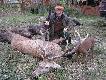 15.01.2012 r. Zbior�wkowy byk taty - 10- tak, wiek 8 lat, wieniec ok.5,2 kg,tusza 107 kg.Czeska kniej�wka,muszka,szczerbinka...