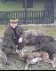 Polowanie u koleg�w z "Cis-a"11.12.2011r. M�j pierwszy muflon (owca).