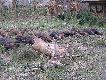 Pokot - jeszcze nie ca�y...
